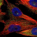 Immunofluorescent staining of human cell line U-251 MG shows localization to cytosol & centrosome.