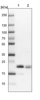 Lane 1: NIH-3T3 cell lysate (Mouse embryonic fibroblast cells)_br/_Lane 2: NBT-II cell lysate (Rat Wistar bladder tumour cells)