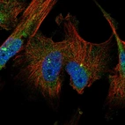 Immunofluorescent staining of human cell line U-251 MG shows localization to nucleoplasm, cytosol & centrosome.