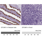 Anti-EFCAB1 Antibody