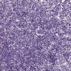 Anti-EFCAB1 Antibody