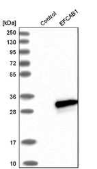 Western blot analysis in control (vector only transfected HEK293T lysate) and EFCAB1 over-expression lysate (Co-expressed with a C-terminal myc-DDK tag (~3.1 kDa) in mammalian HEK293T cells, LY411209).