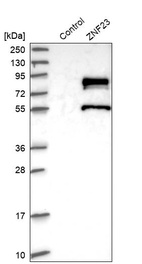 Anti-ZNF23 Antibody