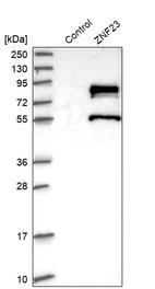 Western blot analysis in control (vector only transfected HEK293T lysate) and ZNF23 over-expression lysate (Co-expressed with a C-terminal myc-DDK tag (~3.1 kDa) in mammalian HEK293T cells, LY407845).