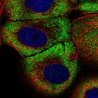 Anti-ZNF23 Antibody