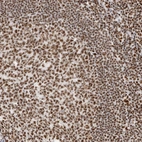 Immunohistochemical staining of human tonsil shows moderate to strong positivity in nuclear speckles in germinal center cells.