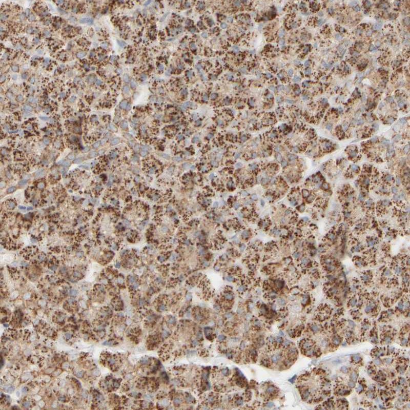 Anti-APBB2 Antibody
