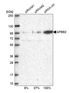 Western blot analysis in U2OS cells transfected with control siRNA, target specific siRNA probe #1 and #2, using Anti-APBB2 antibody. Remaining relative intensity is presented.