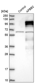 Western blot analysis in control (vector only transfected HEK293T lysate) and LY406673 over-expression lysate (Co-expressed with a C-terminal myc-DDK tag (~3.1 kDa) in mammalian HEK293T cells, LY406673).