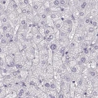 Immunohistochemical staining of human liver using Anti-RUNDC3A antibody HPA023548.