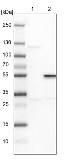 Lane 1: NIH-3T3 cell lysate (Mouse embryonic fibroblast cells)_br/_Lane 2: NBT-II cell lysate (Rat Wistar bladder tumour cells)