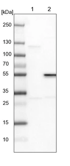 Lane 1: NIH-3T3 cell lysate (Mouse embryonic fibroblast cells)_br/_Lane 2: NBT-II cell lysate (Rat Wistar bladder tumour cells)