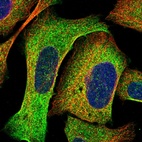 Immunofluorescent staining of human cell line U-2 OS shows localization to cytosol.