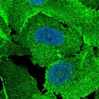 Immunofluorescent staining of human cell line U-2 OS shows localization to nucleoplasm, plasma membrane & cell junctions.