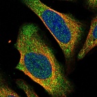 Anti-CTBP2 Antibody