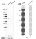 Western blot analysis in human cell lines Caco-2 and SK-MEL-30 using Anti-NXN antibody. Corresponding NXN RNA-seq data are presented for the same cell lines. Loading control: Anti-HDAC1.