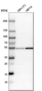 Western blot analysis in mouse cell line NIH-3T3 and rat cell line NBT-II.