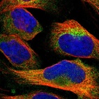 Immunofluorescent staining of human cell line U-2 OS shows localization to cytosol & the Golgi apparatus.
