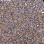 Immunohistochemical staining of human pancreas shows moderate cytoplasmic positivity in exocrine glandular cells.