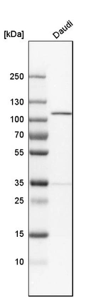 Western blot analysis in human cell line Daudi.