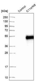 Western blot analysis in control (vector only transfected HEK293T lysate) and C11orf48 over-expression lysate (Co-expressed with a C-terminal myc-DDK tag (~3.1 kDa) in mammalian HEK293T cells, LY411370).