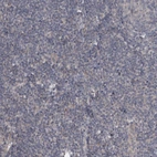 Immunohistochemical staining of human tonsil shows no positivity in non-germinal center cells as expected.