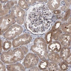 Immunohistochemical staining of human kidney shows moderate cytoplasmic positivity in cells in tubules, as well as weaker positivity in glomeruli.