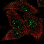 Immunofluorescent staining of human cell line A549 shows localization to nuclear bodies.