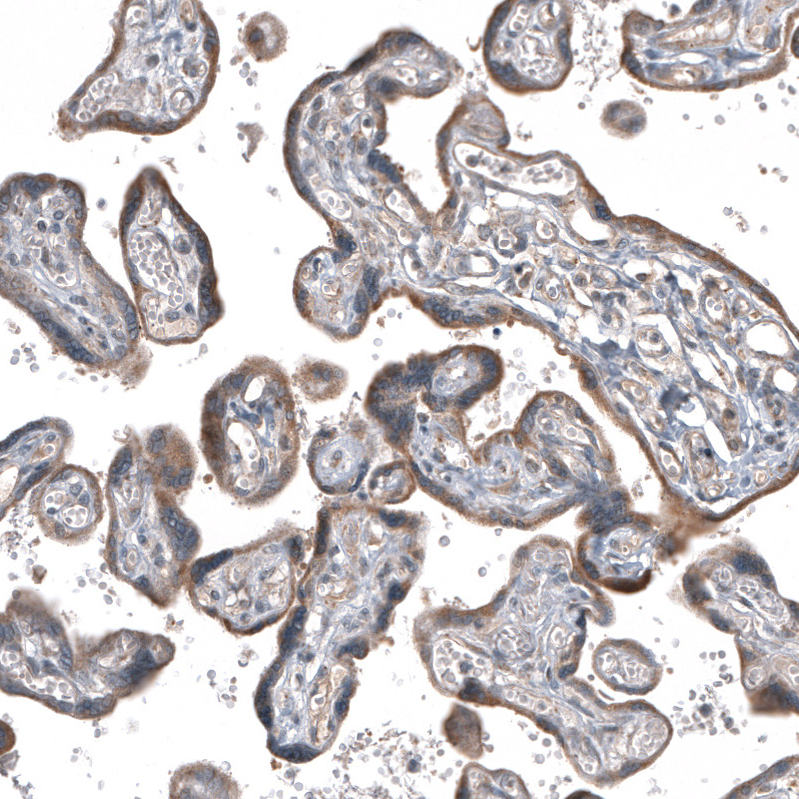 Anti-GADD45G Antibody