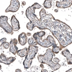 Anti-GADD45G Antibody