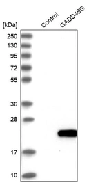 Western blot analysis in control (vector only transfected HEK293T lysate) and GADD45G over-expression lysate (Co-expressed with a C-terminal myc-DDK tag (~3.1 kDa) in mammalian HEK293T cells, LY416476).