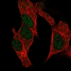 Immunofluorescent staining of human cell line SH-SY5Y shows localization to nucleus.
