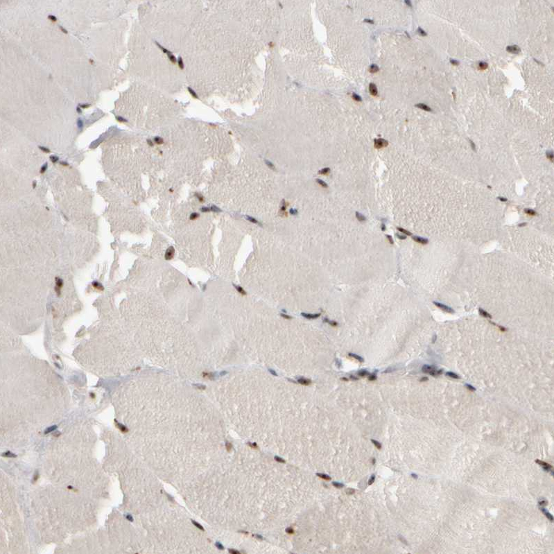 Anti-SURF6 Antibody