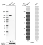 Western blot analysis in human cell lines Caco-2 and A-431 using Anti-CDH17 antibody. Corresponding CDH17 RNA-seq data are presented for the same cell lines. Loading control: Anti-PPIB.