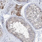 Immunohistochemical staining of human testis shows weak to moderate membranous positivity in cells in seminiferous ducts and Leydig cells..