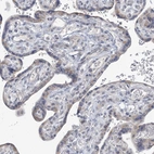 Immunohistochemical staining of human placenta shows weak positivity in trophoblastic cells.