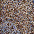 Anti-VPS9D1 Antibody