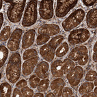 Immunohistochemical staining of human stomach shows strong cytoplasmic positivity in glandular cells.