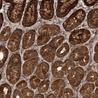 Immunohistochemical staining of human stomach shows strong cytoplasmic positivity in glandular cells.