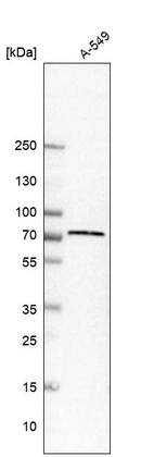 Western blot analysis in human cell line A-549.
