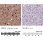 Anti-NECAB1 Antibody