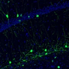Immunofluorescence staining of mouse hippocampus shows immunoreactivity in a subset of interneurons.