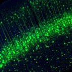 Immunofluorescence staining of mouse parietal association cortex shows distinct positivity in layer 4 neurons.