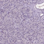 Immunohistochemical staining of human pancreas shows no positivity in exocrine glandular cells as expected.