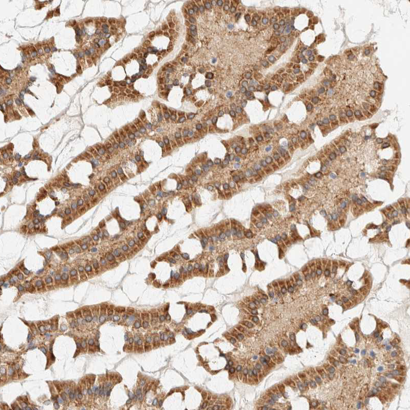 Anti-NT5C Antibody