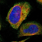 Immunofluorescent staining of human cell line U-2 OS shows localization to cytosol.