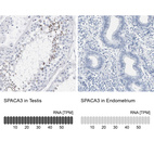 Immunohistochemistry analysis in human testis and endometrium tissues using HPA023633 antibody. Corresponding SPACA3 RNA-seq data are presented for the same tissues.