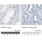 Immunohistochemistry analysis in human testis and endometrium tissues using HPA023633 antibody. Corresponding SPACA3 RNA-seq data are presented for the same tissues.