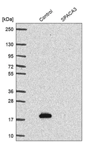 Western blot analysis in control (vector only transfected HEK293T lysate) and SPACA3 over-expression lysate (Co-expressed with a C-terminal myc-DDK tag (~3.1 kDa) in mammalian HEK293T cells, LY406283).