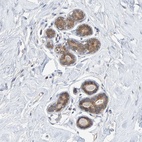 Anti-TATDN1 Antibody